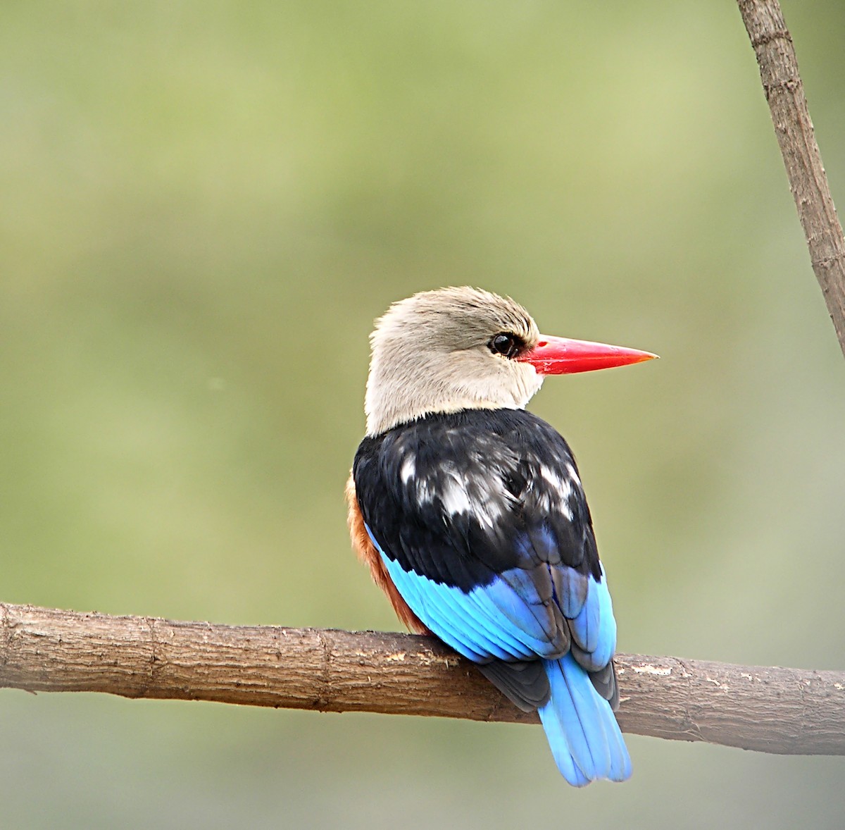 Gray-headed Kingfisher - Marcos Lacasa