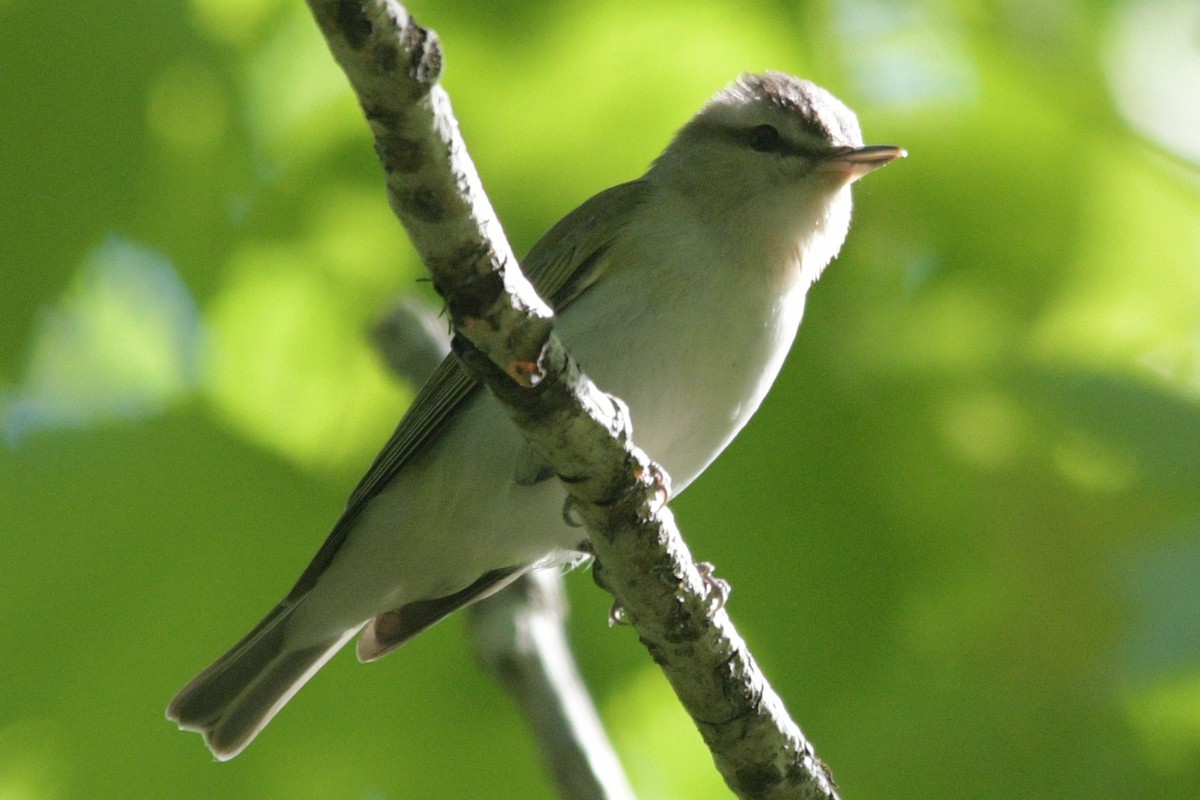 Vireo Ojirrojo - ML619287747