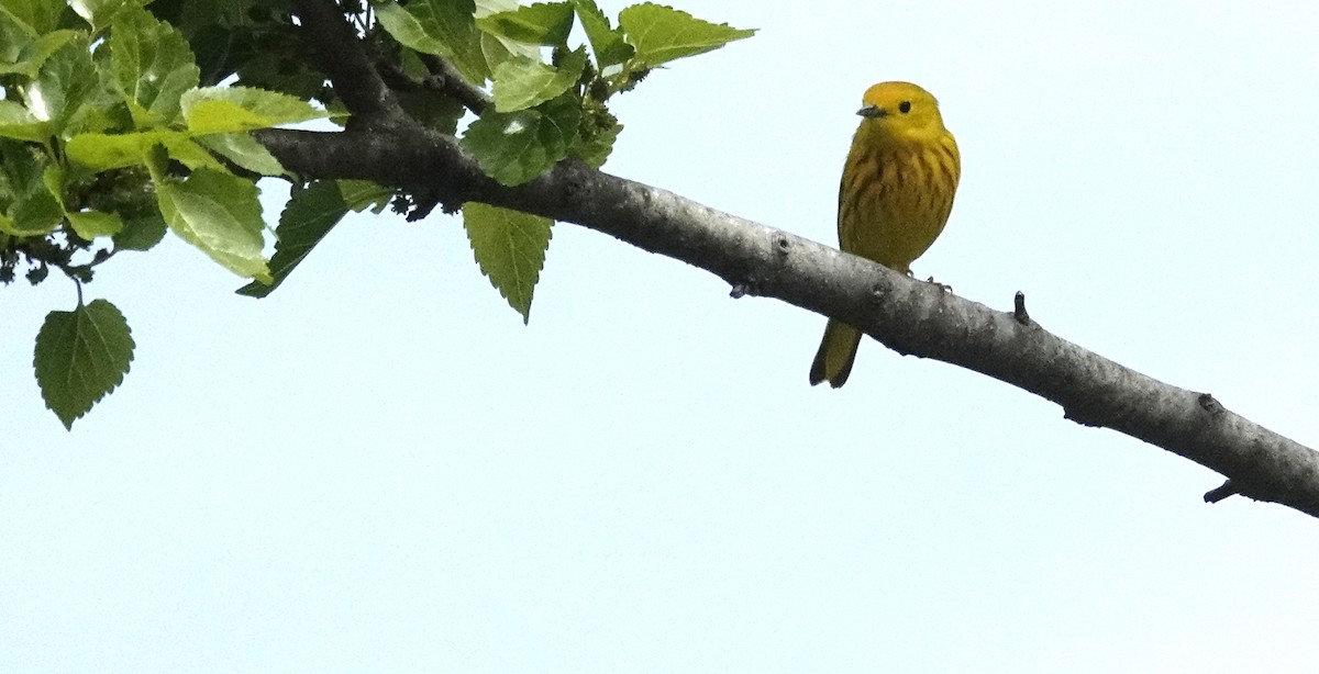 Yellow Warbler - Cynthia Ehlinger