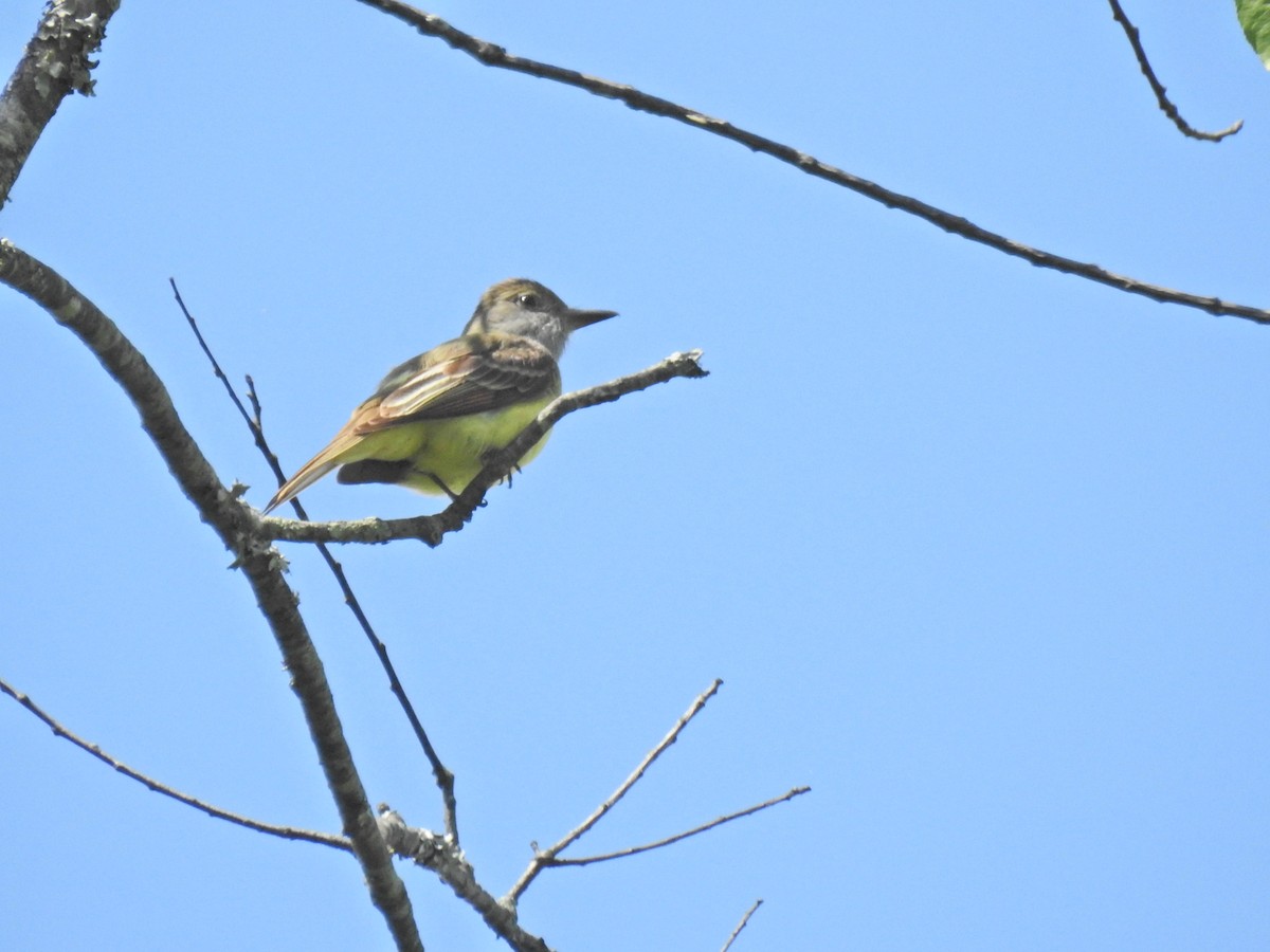 Great Crested Flycatcher - Rowan Gray