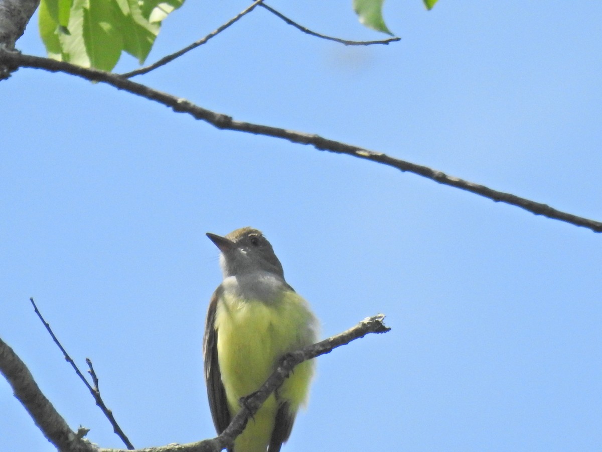 Great Crested Flycatcher - Rowan Gray