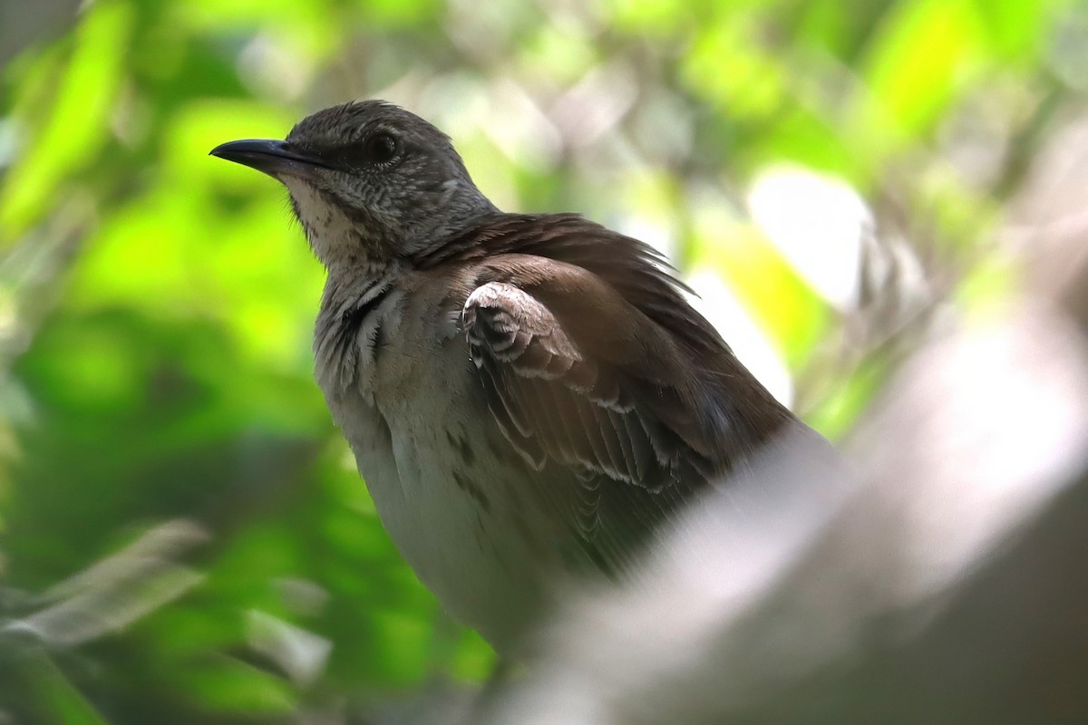 Bahama Mockingbird - Cathy McNeil