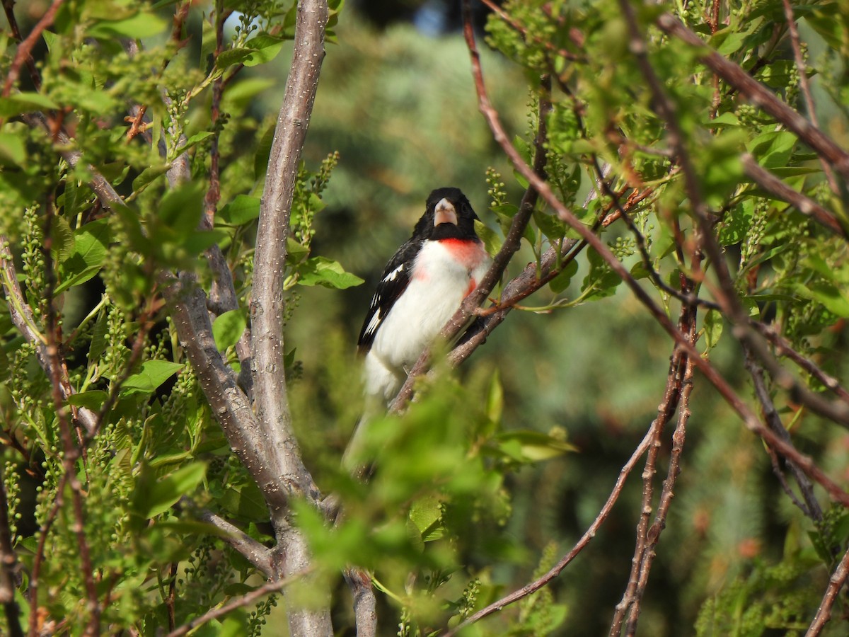 Rose-breasted Grosbeak - ML619287767