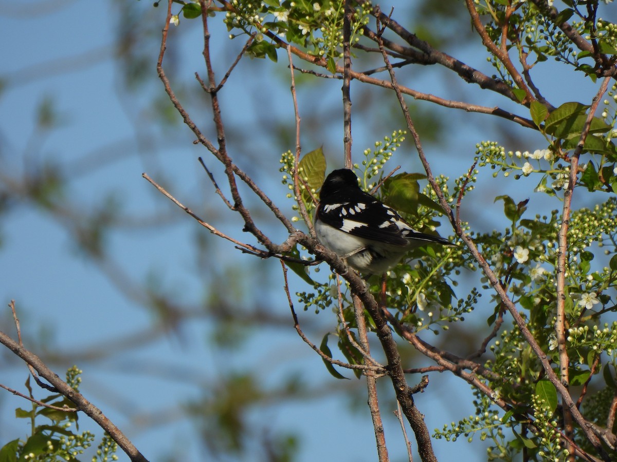 Rose-breasted Grosbeak - ML619287769