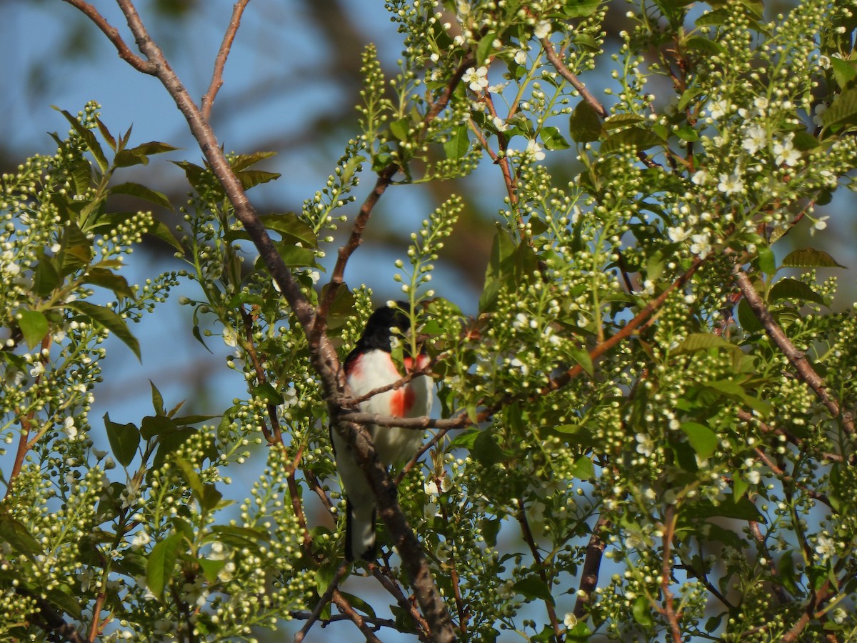 Rose-breasted Grosbeak - ML619287770