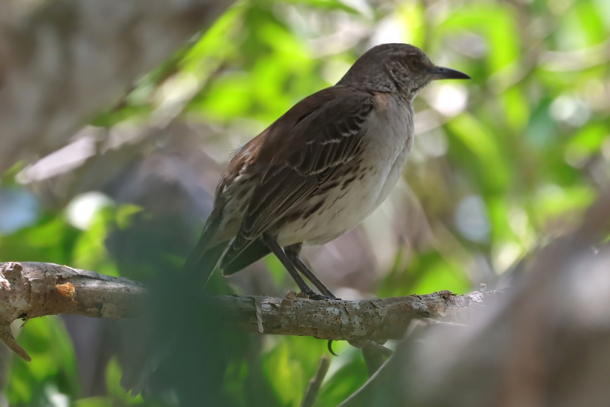 Bahama Mockingbird - Cathy McNeil