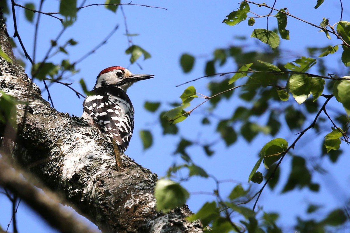White-backed Woodpecker - Anna Shipilova