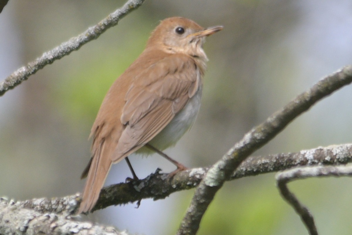 Veery - ML619287782