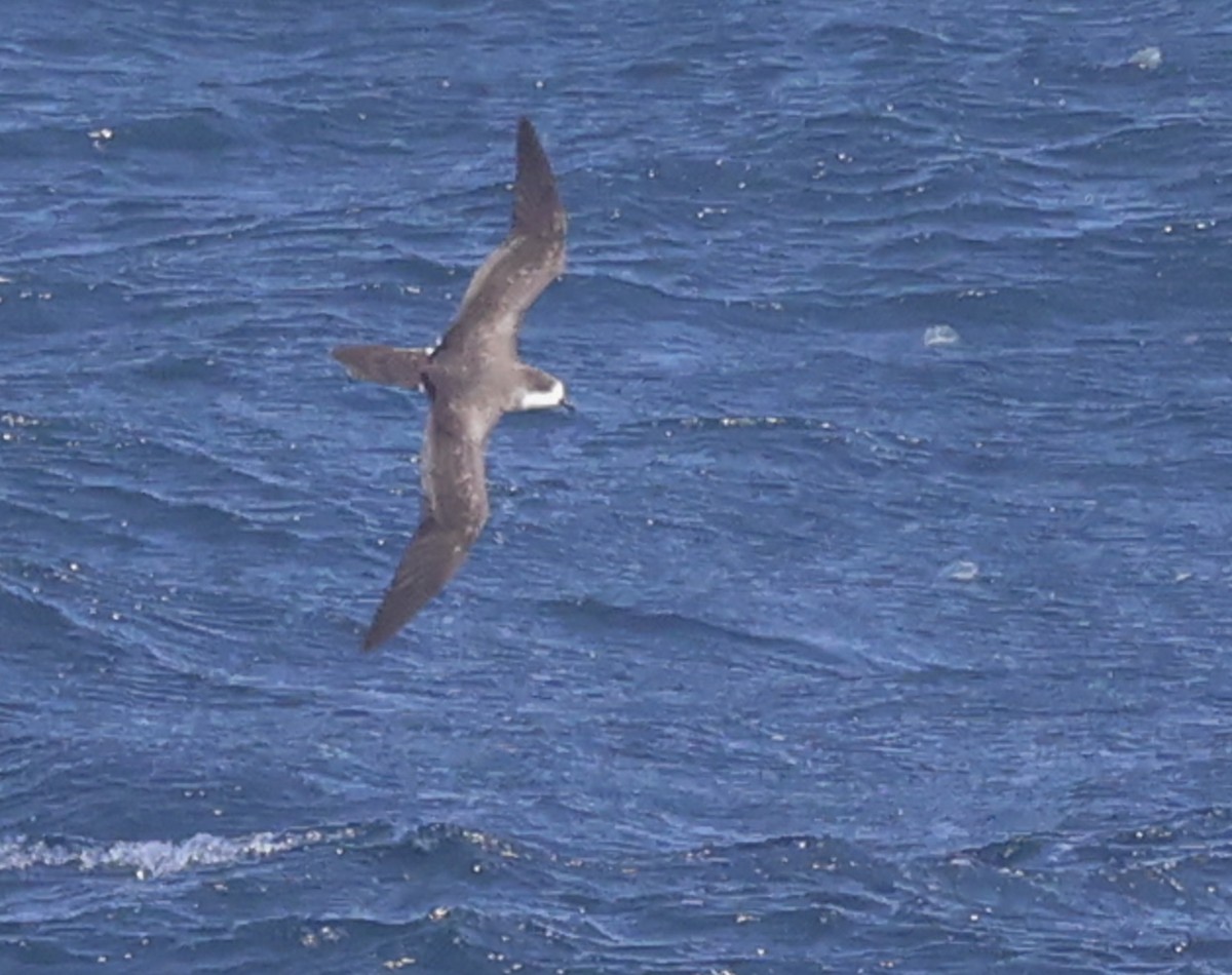 Hawaiian Petrel - Jason Vassallo