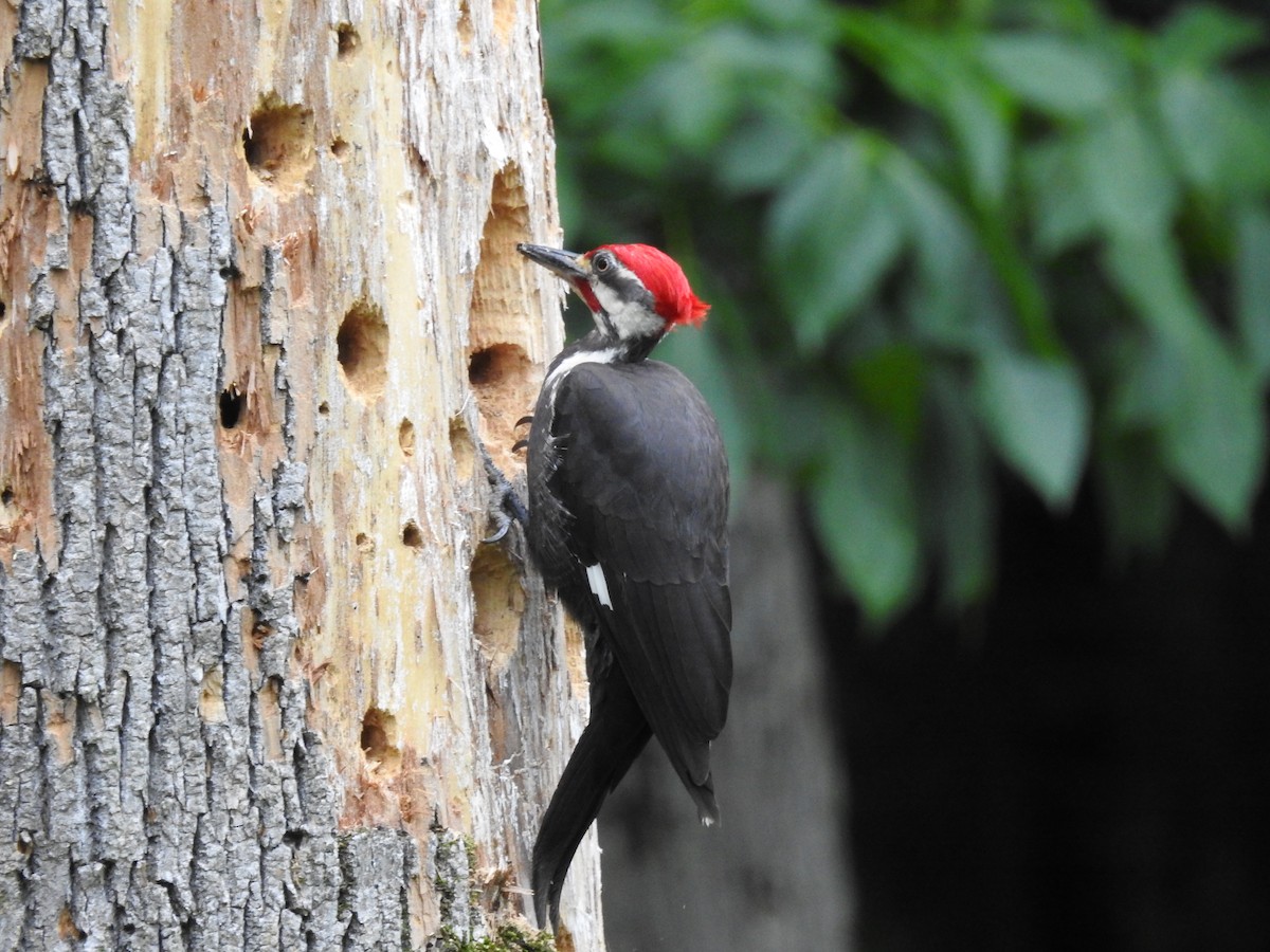 Pileated Woodpecker - Laura Mae