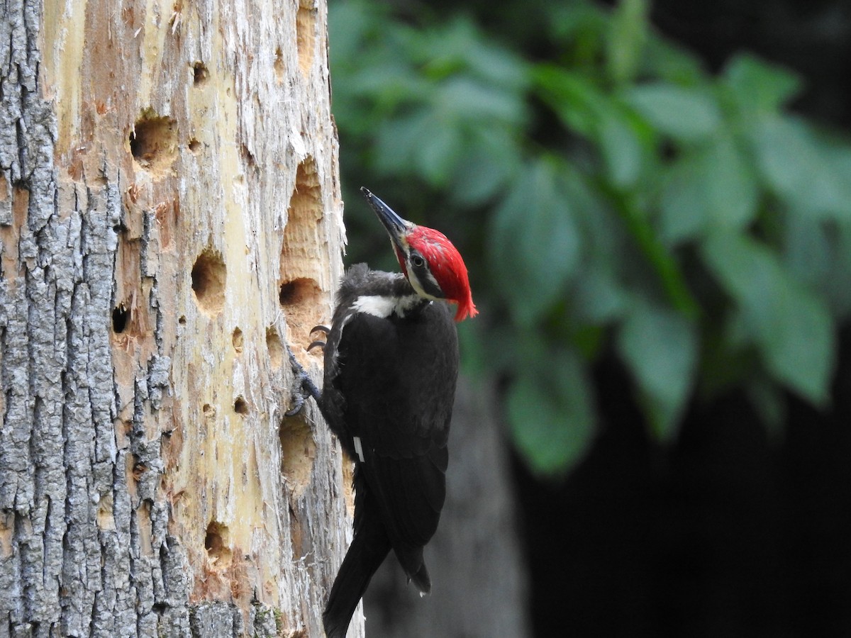 Pileated Woodpecker - Laura Mae