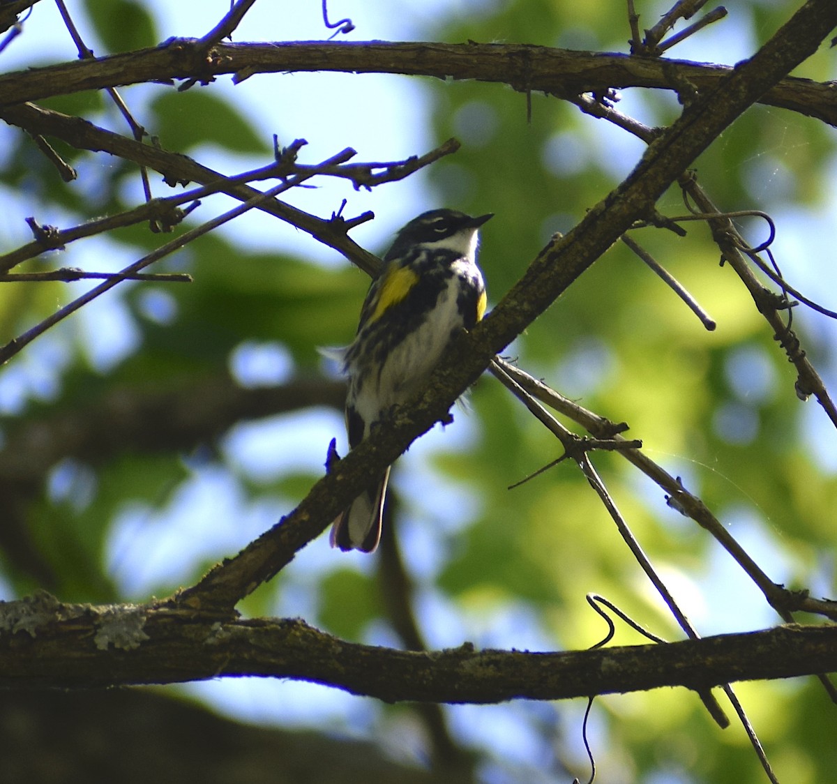 Yellow-rumped Warbler - Aidan Geissler