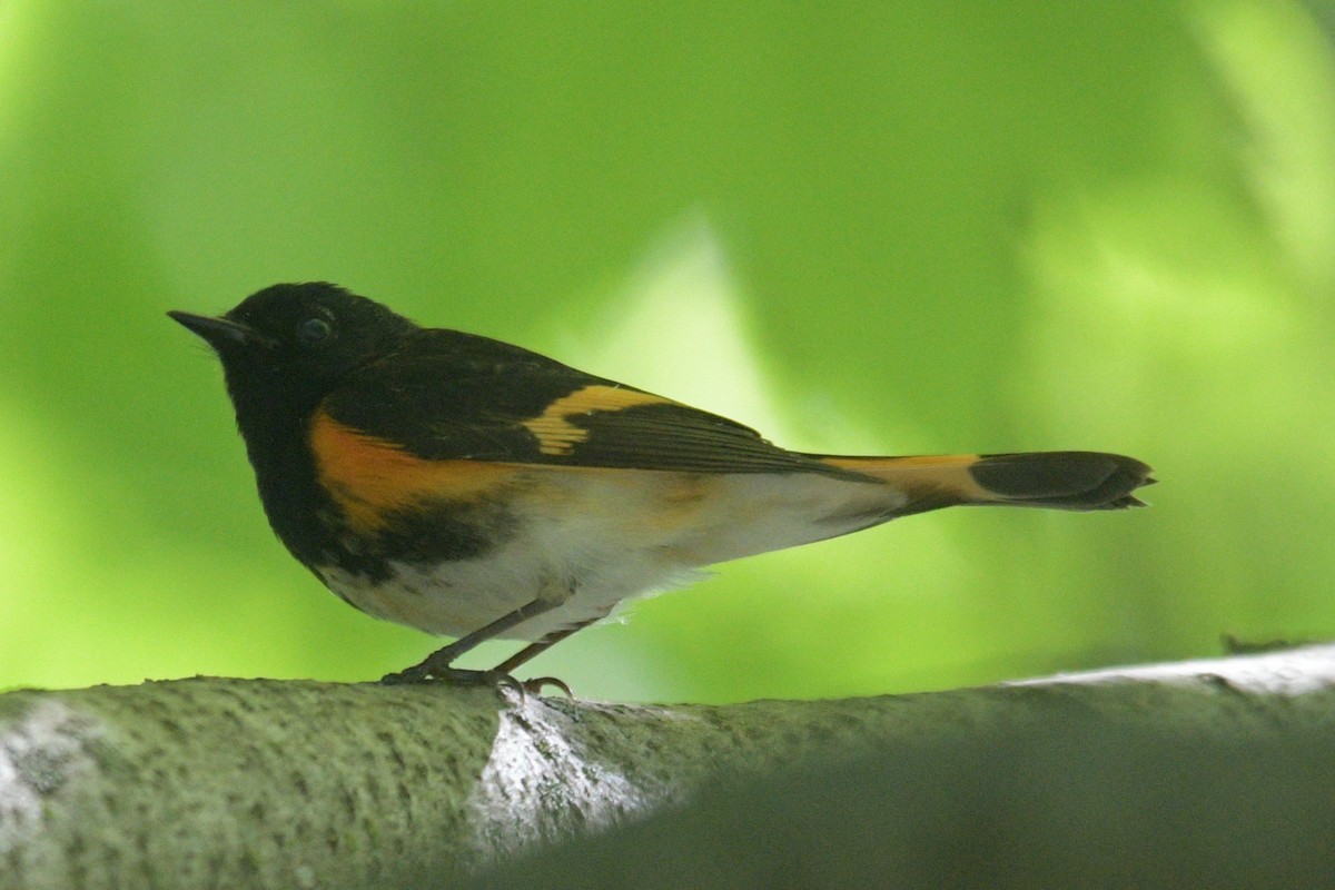 American Redstart - ML619287801