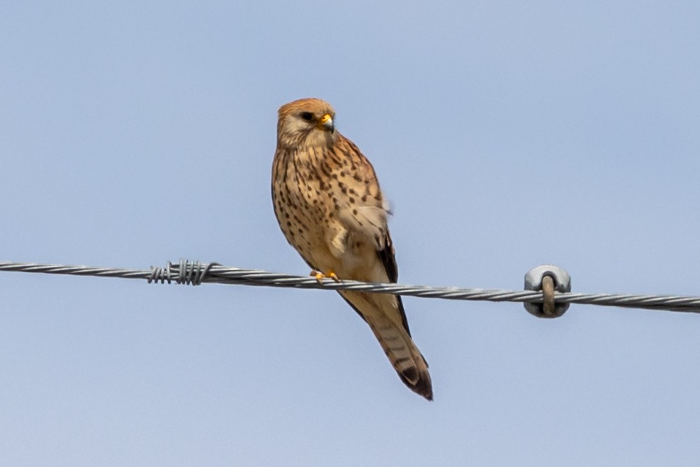 Lesser Kestrel - Nikos Mavris