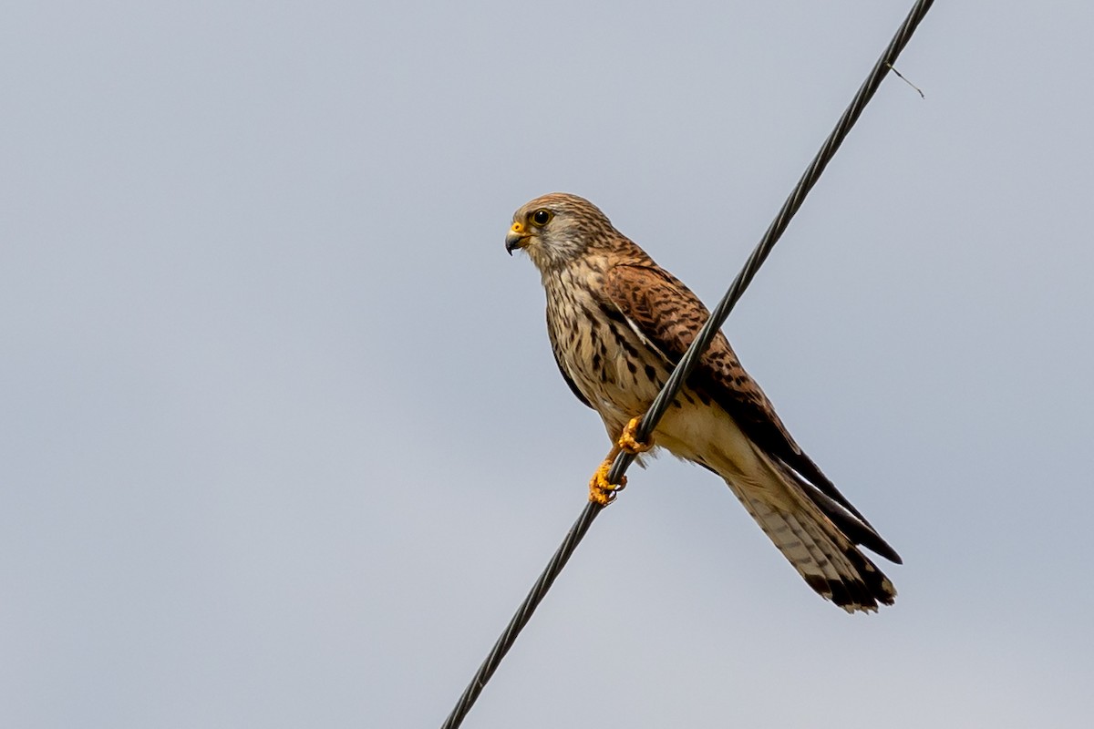 Lesser Kestrel - Nikos Mavris