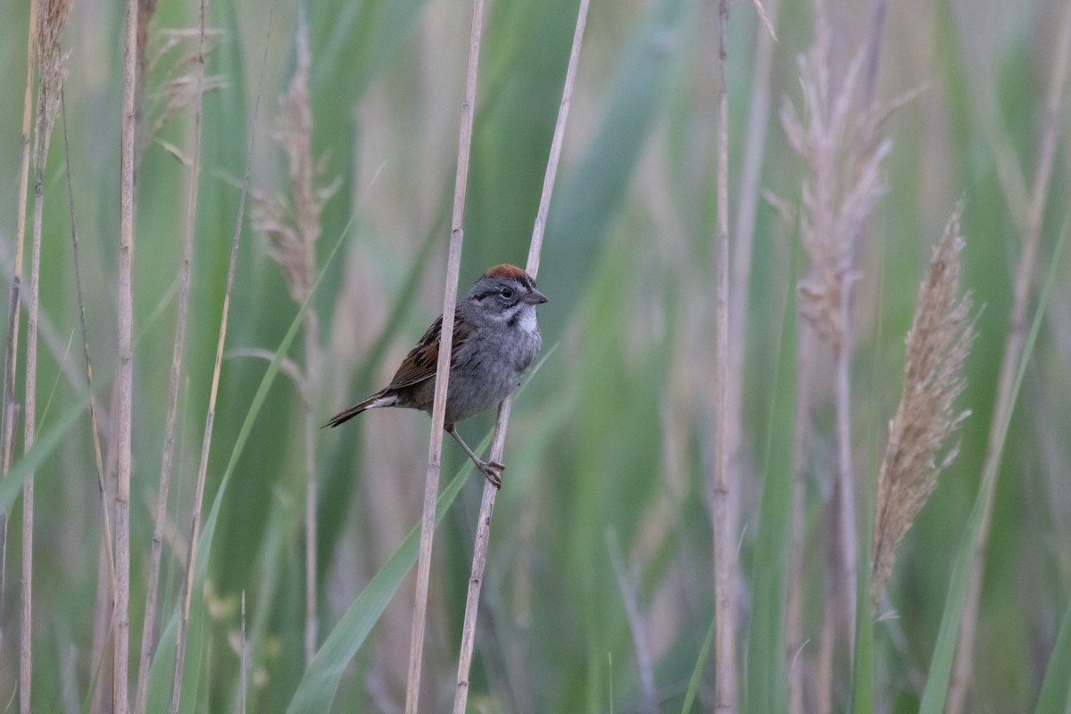 Swamp Sparrow - Andy Wilson