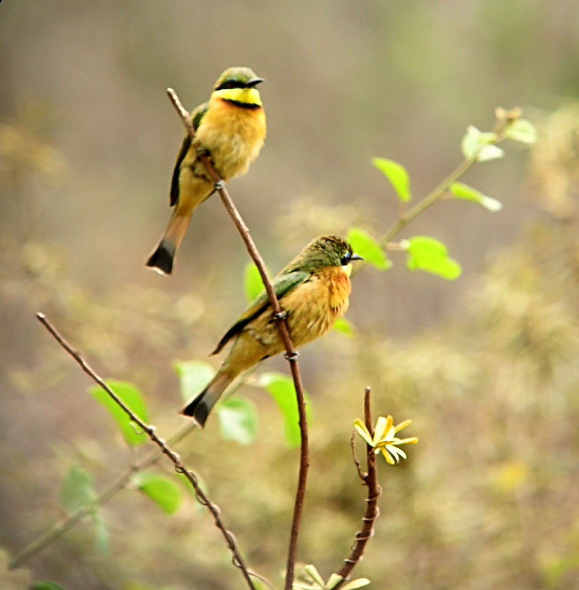 Little Bee-eater - Marcos Lacasa