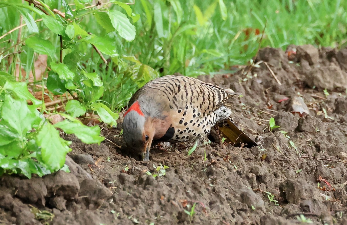 Northern Flicker - Jeffrey Thomas