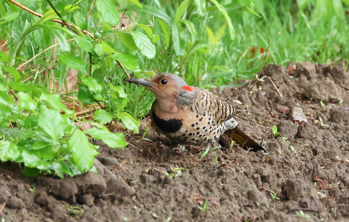 Northern Flicker - Jeffrey Thomas