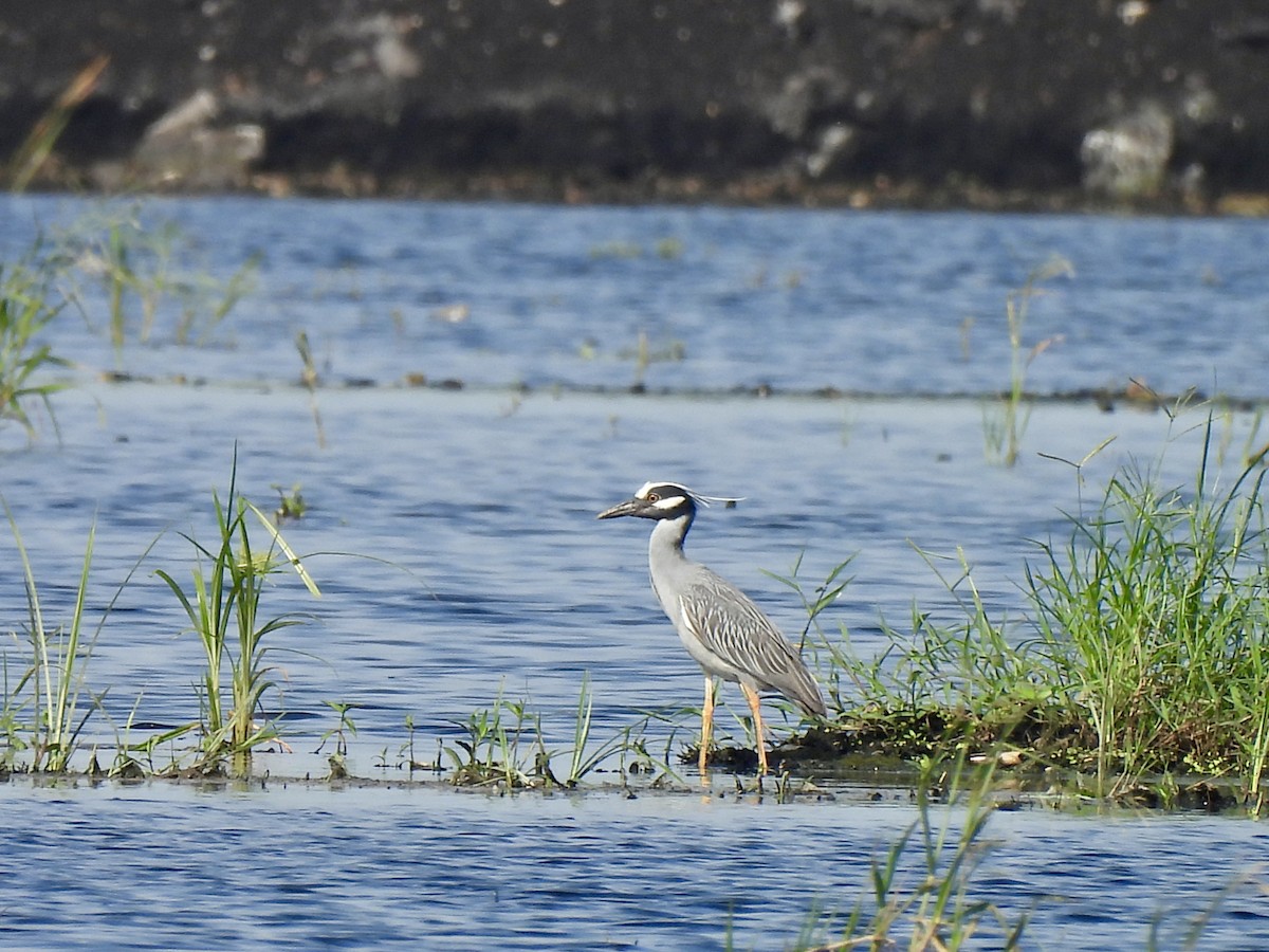 Yellow-crowned Night Heron - ML619287843