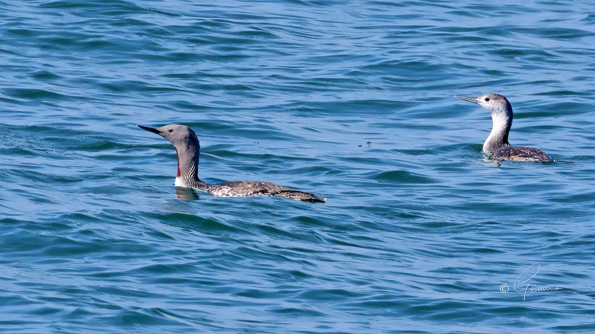 Red-throated Loon - Gemma Kelleher