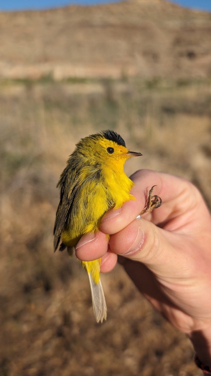 Wilson's Warbler - ML619287860