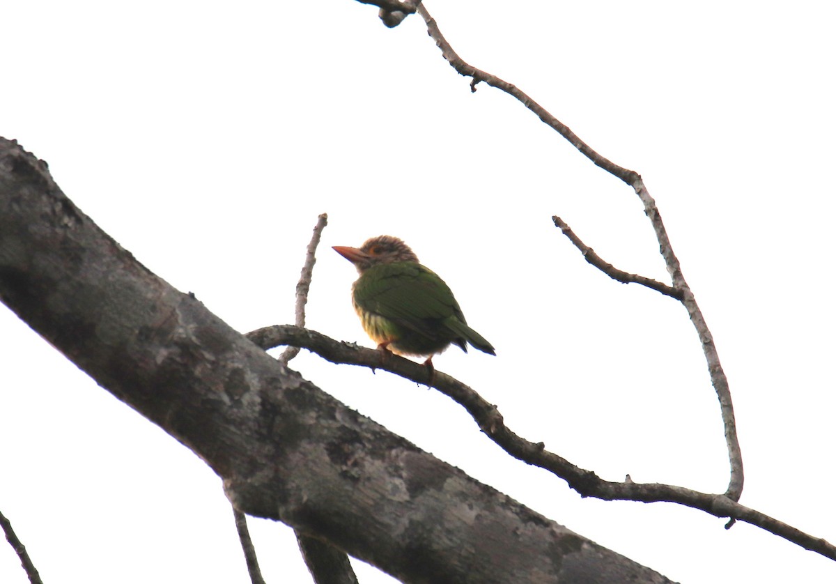 Lineated Barbet - Praveen H N