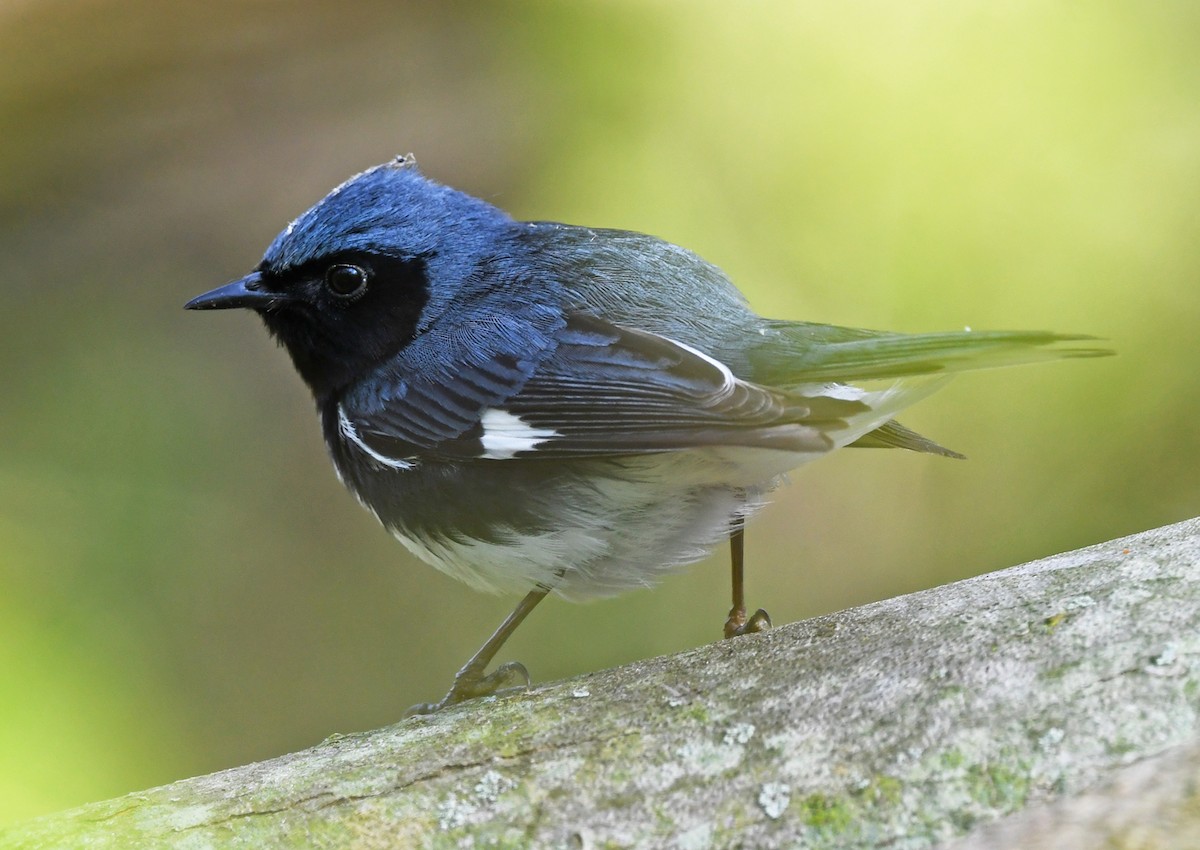 Black-throated Blue Warbler - Joshua Vandermeulen