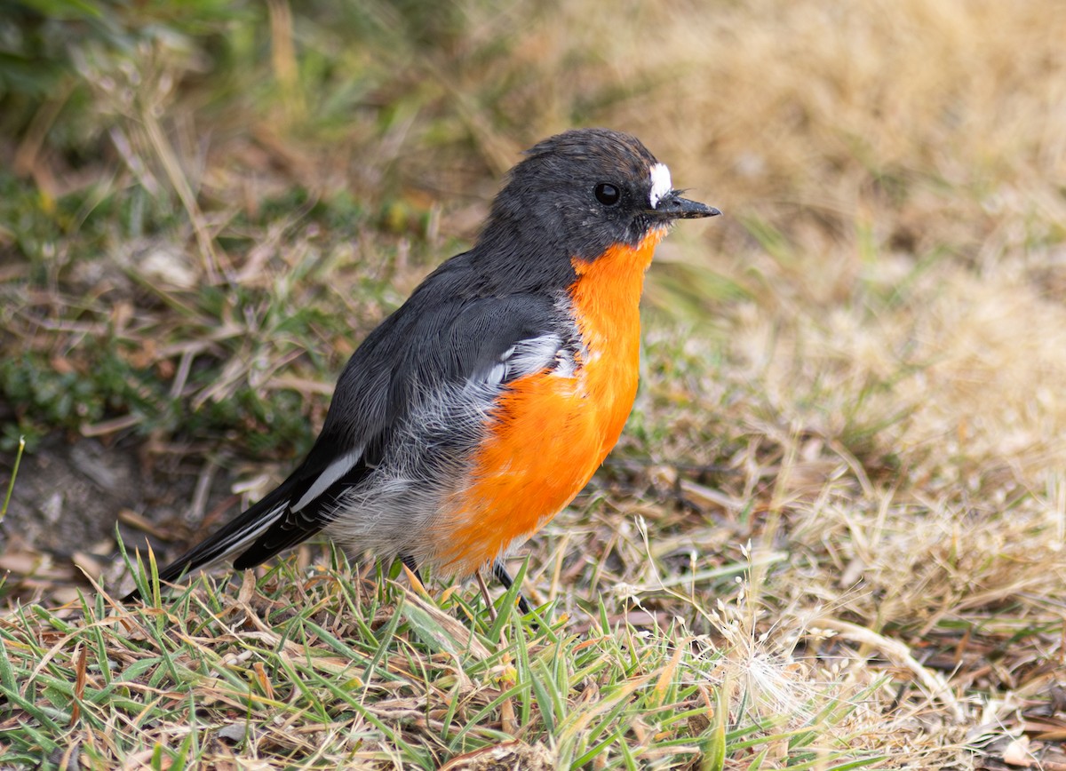 Flame Robin - Pedro Nicolau