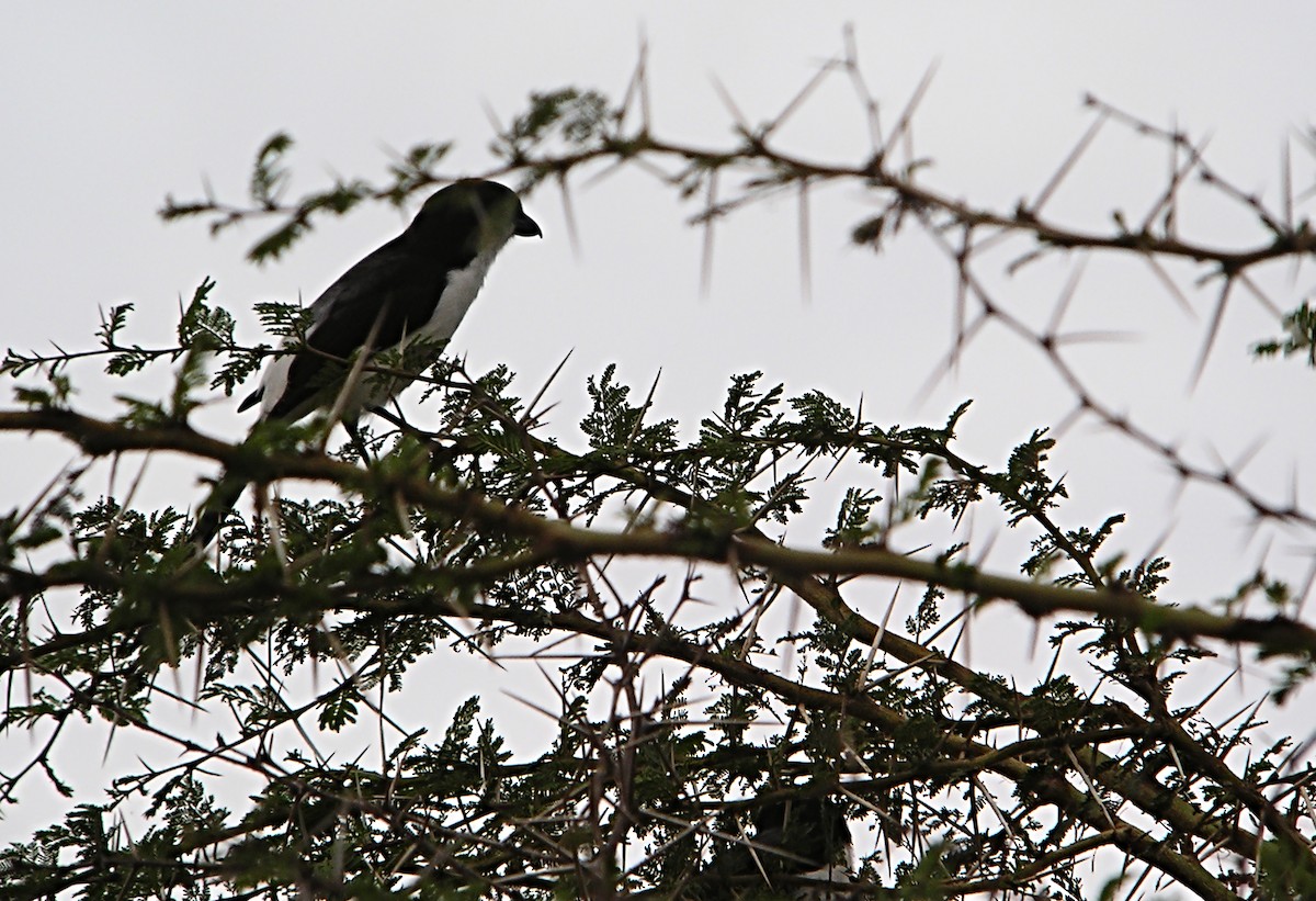 Long-tailed Fiscal - Marcos Lacasa