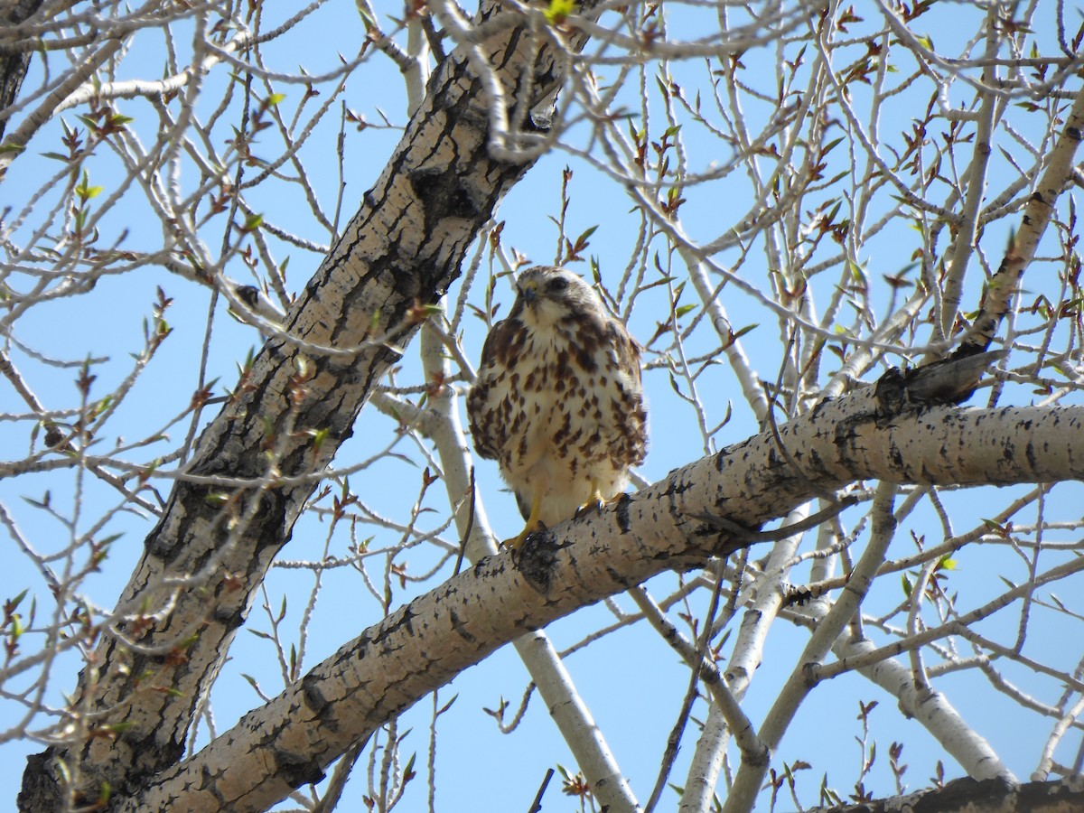 Swainson's Hawk - ML619287916