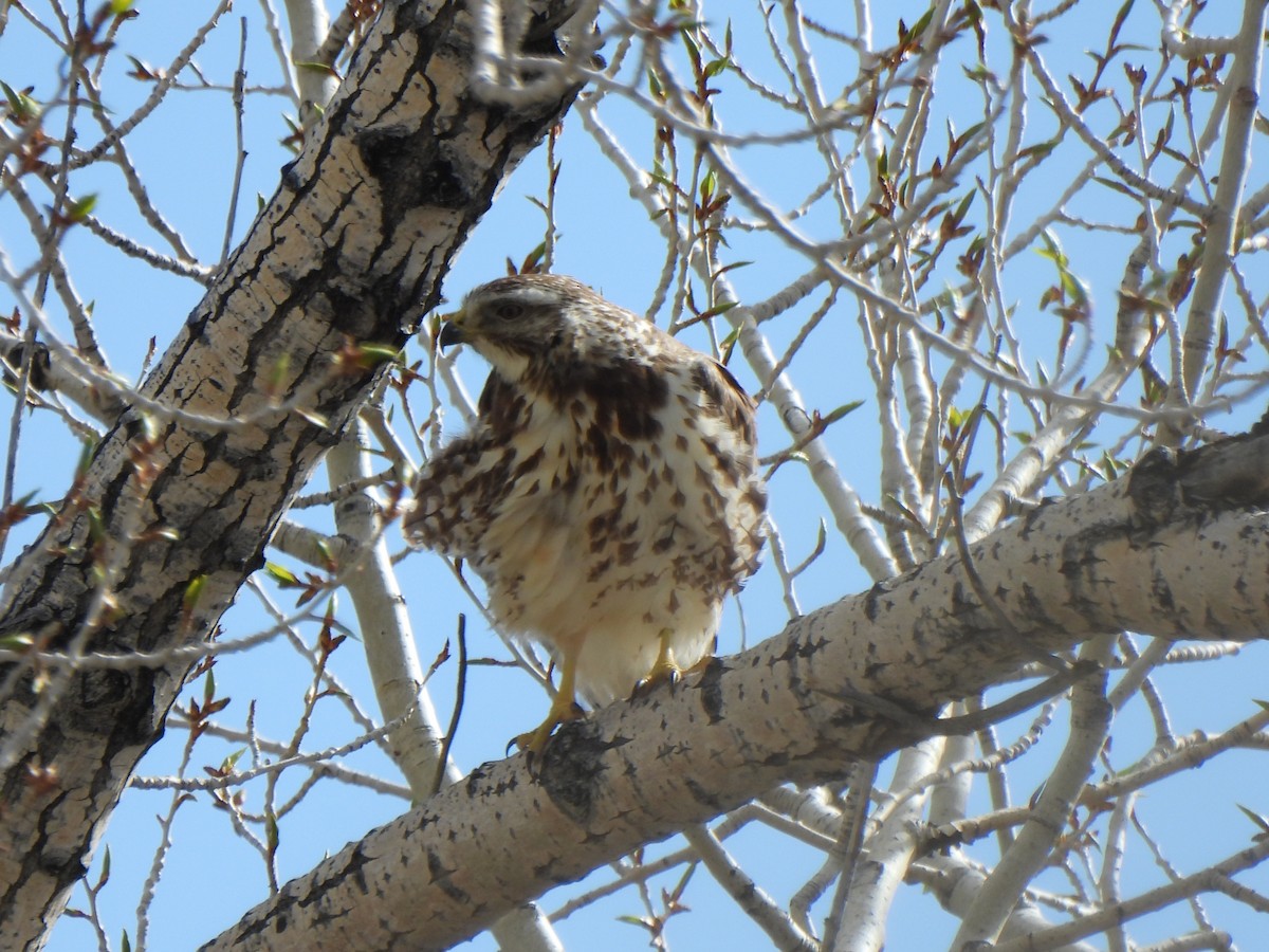 Swainson's Hawk - ML619287917