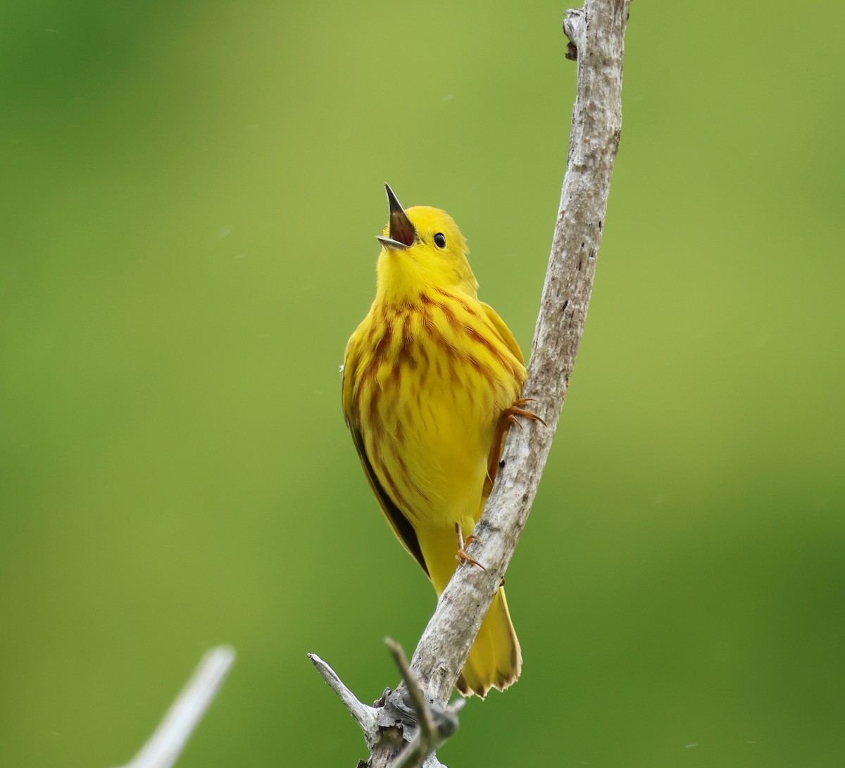 Yellow Warbler - Jeffrey Thomas