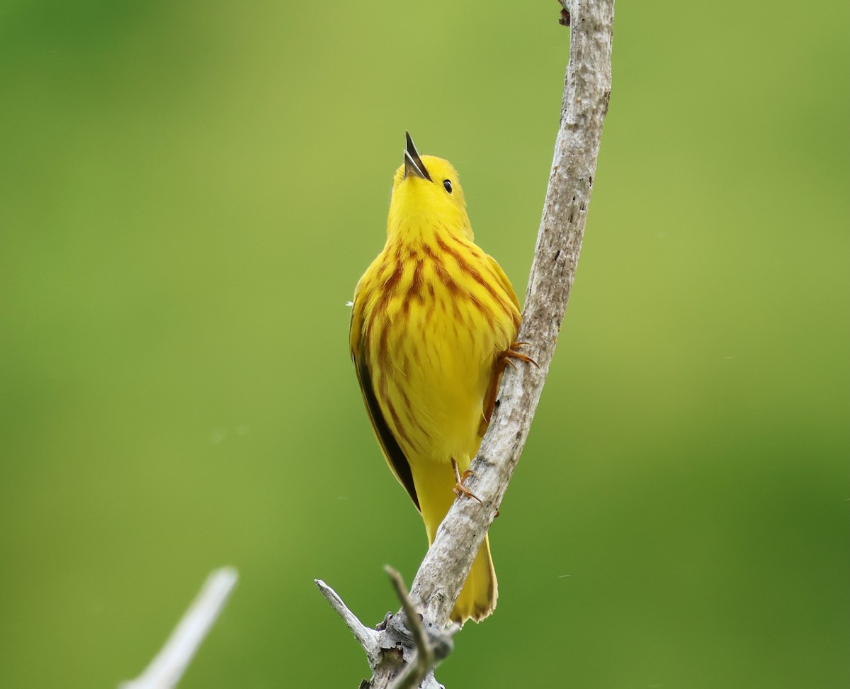 Yellow Warbler - Jeffrey Thomas