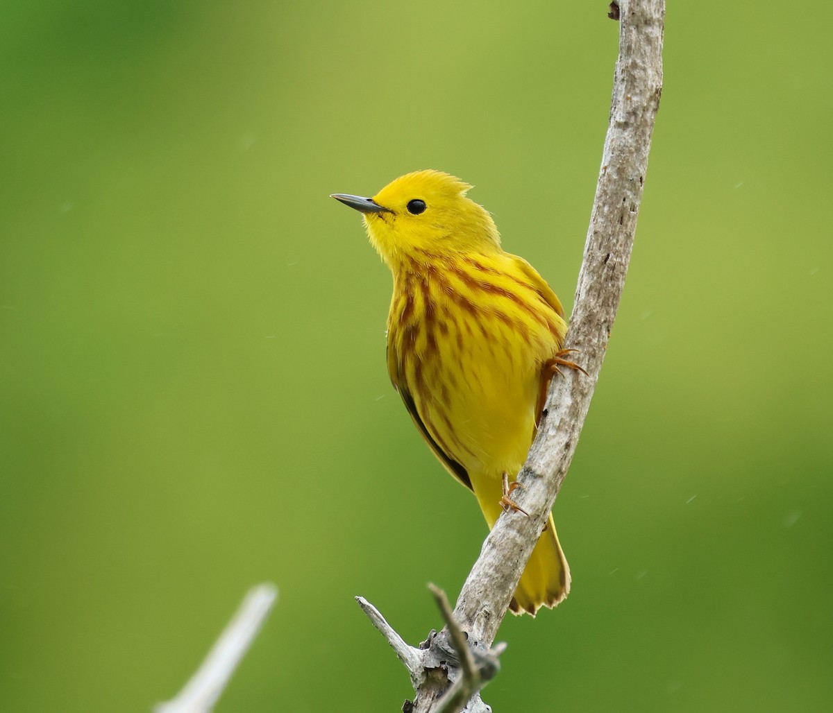 Yellow Warbler - Jeffrey Thomas