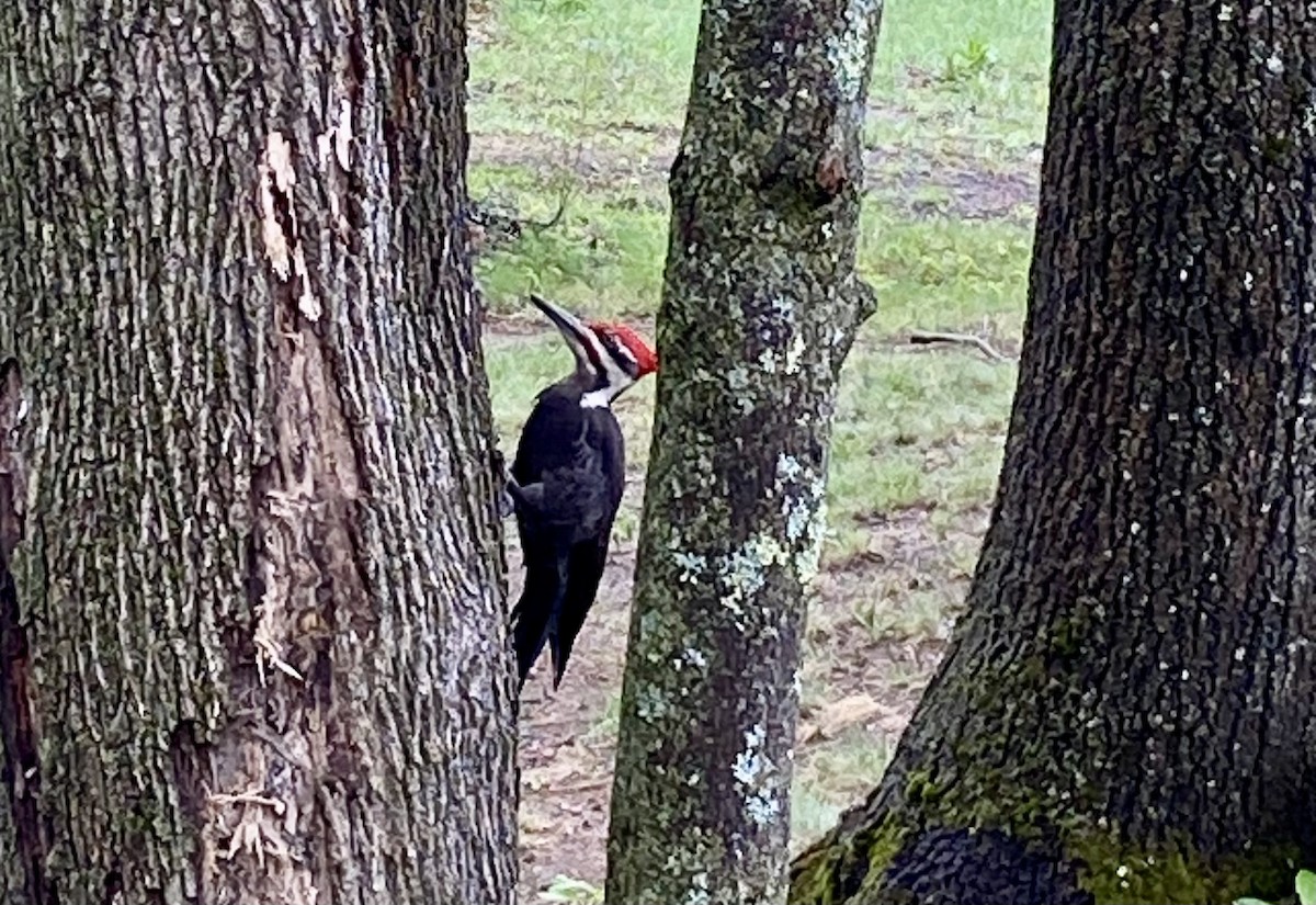 Pileated Woodpecker - John Quintal