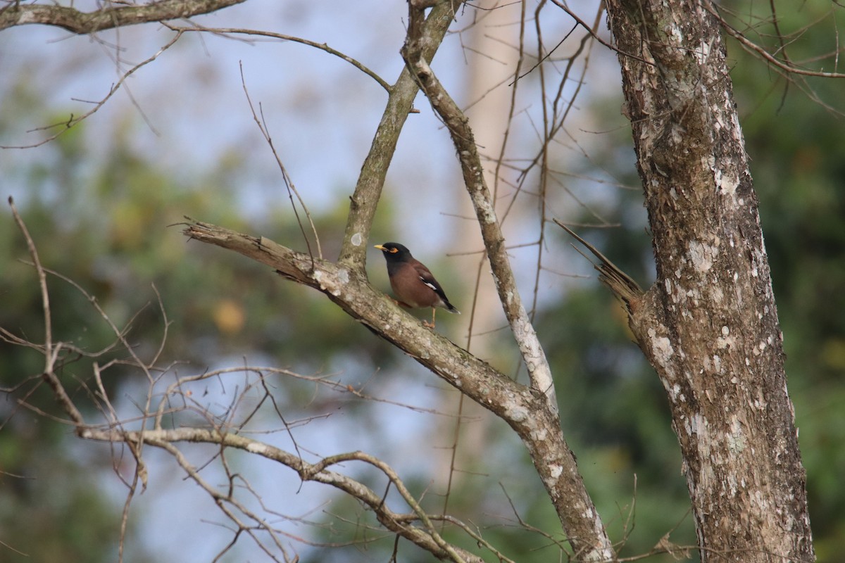 Common Myna - Praveen H N