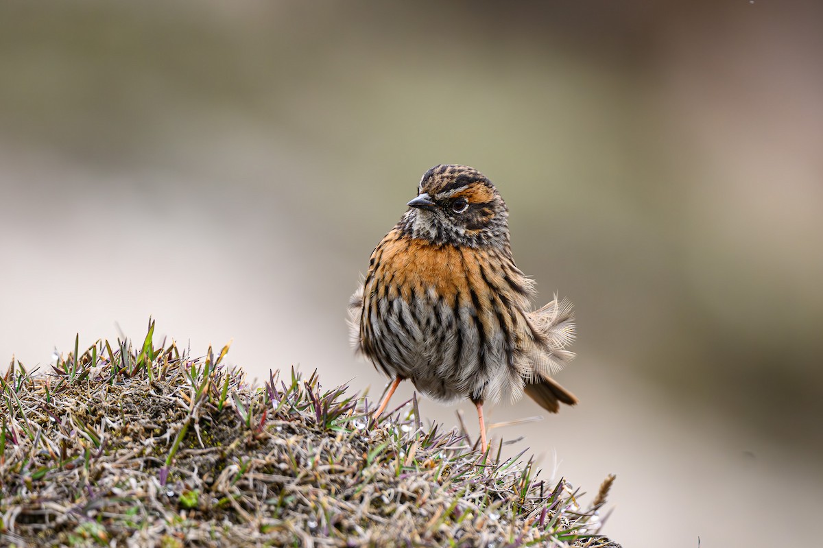 Rufous-breasted Accentor - Sudhir Paul