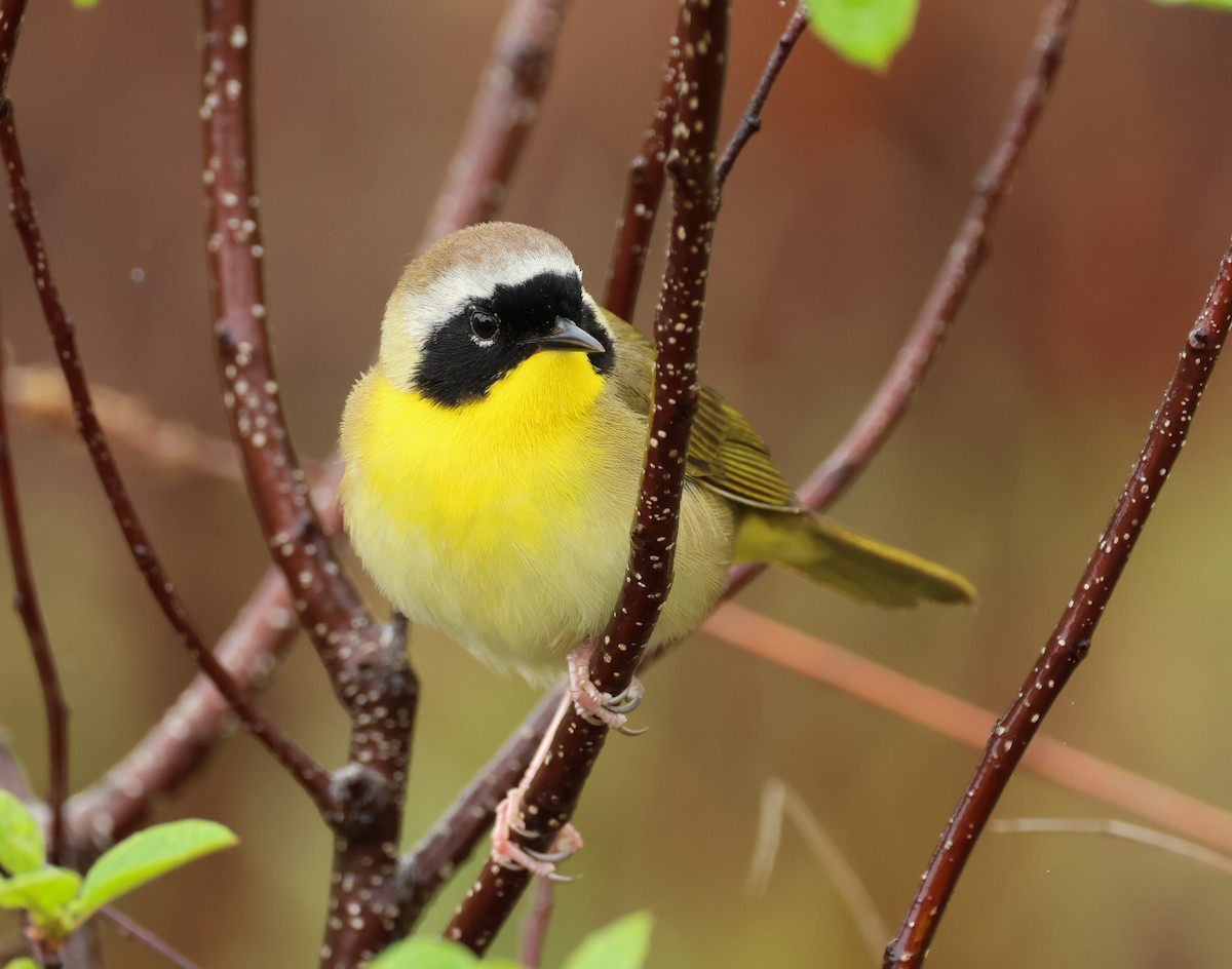 Common Yellowthroat - Jeffrey Thomas