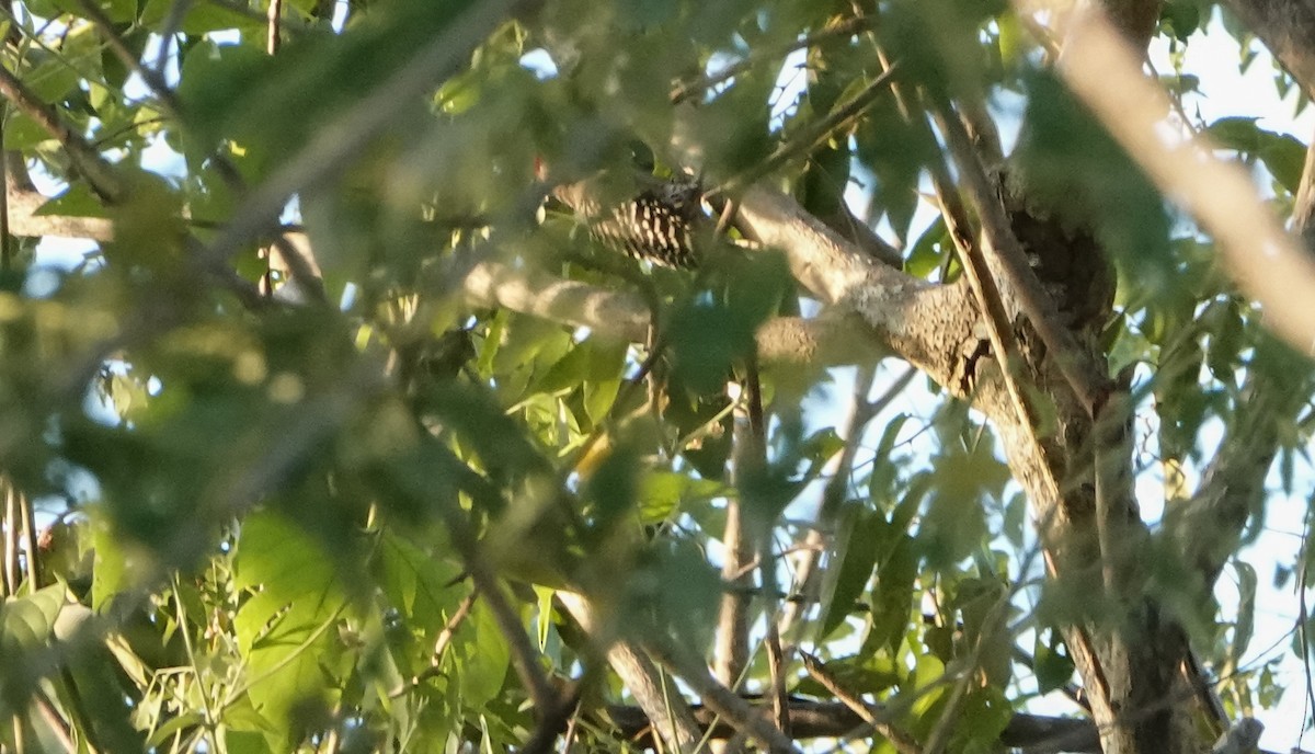 Ladder-backed Woodpecker - Laura Voight