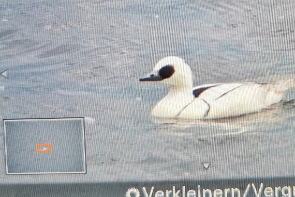 Smew - Jakob Neuenschwander