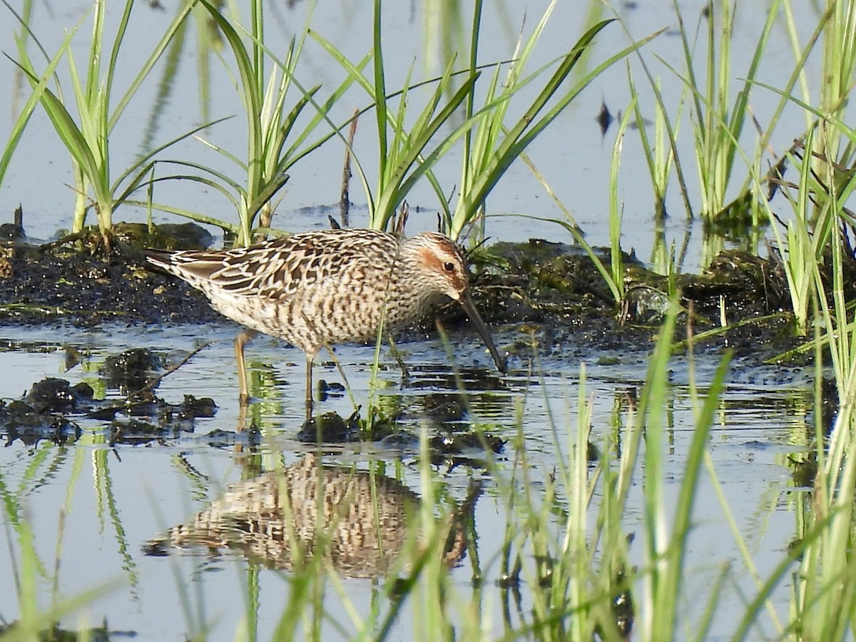 Stilt Sandpiper - nikki bryer-kraft