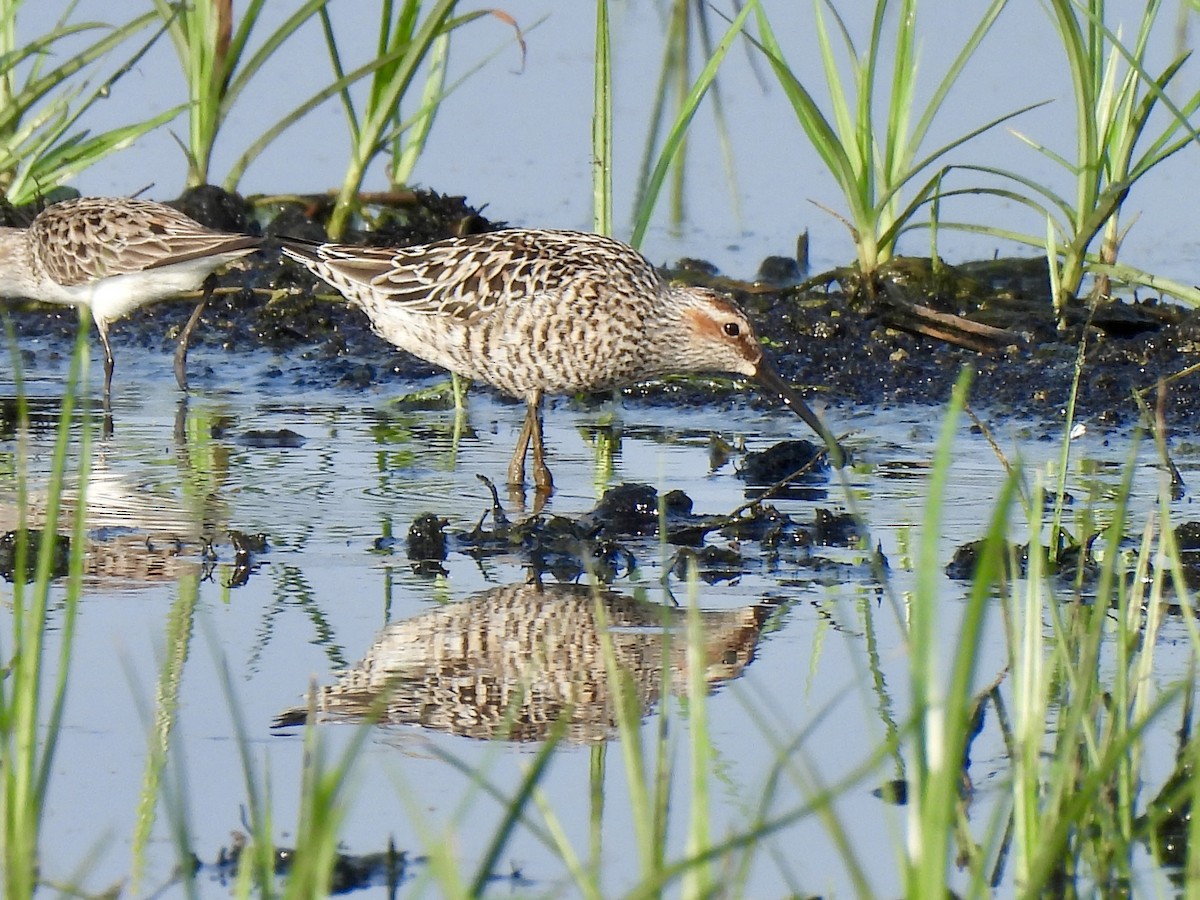 Bindenstrandläufer - ML619287979