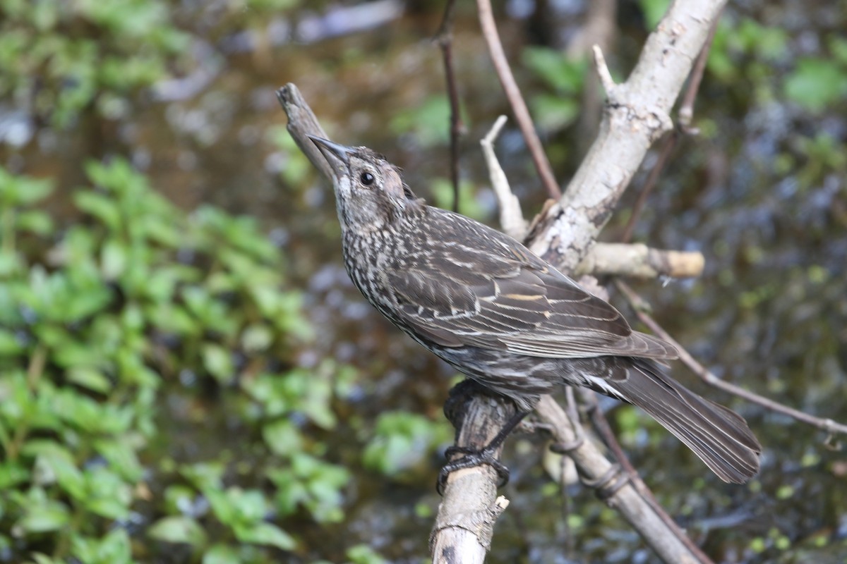 Red-winged Blackbird - Clyde Blum