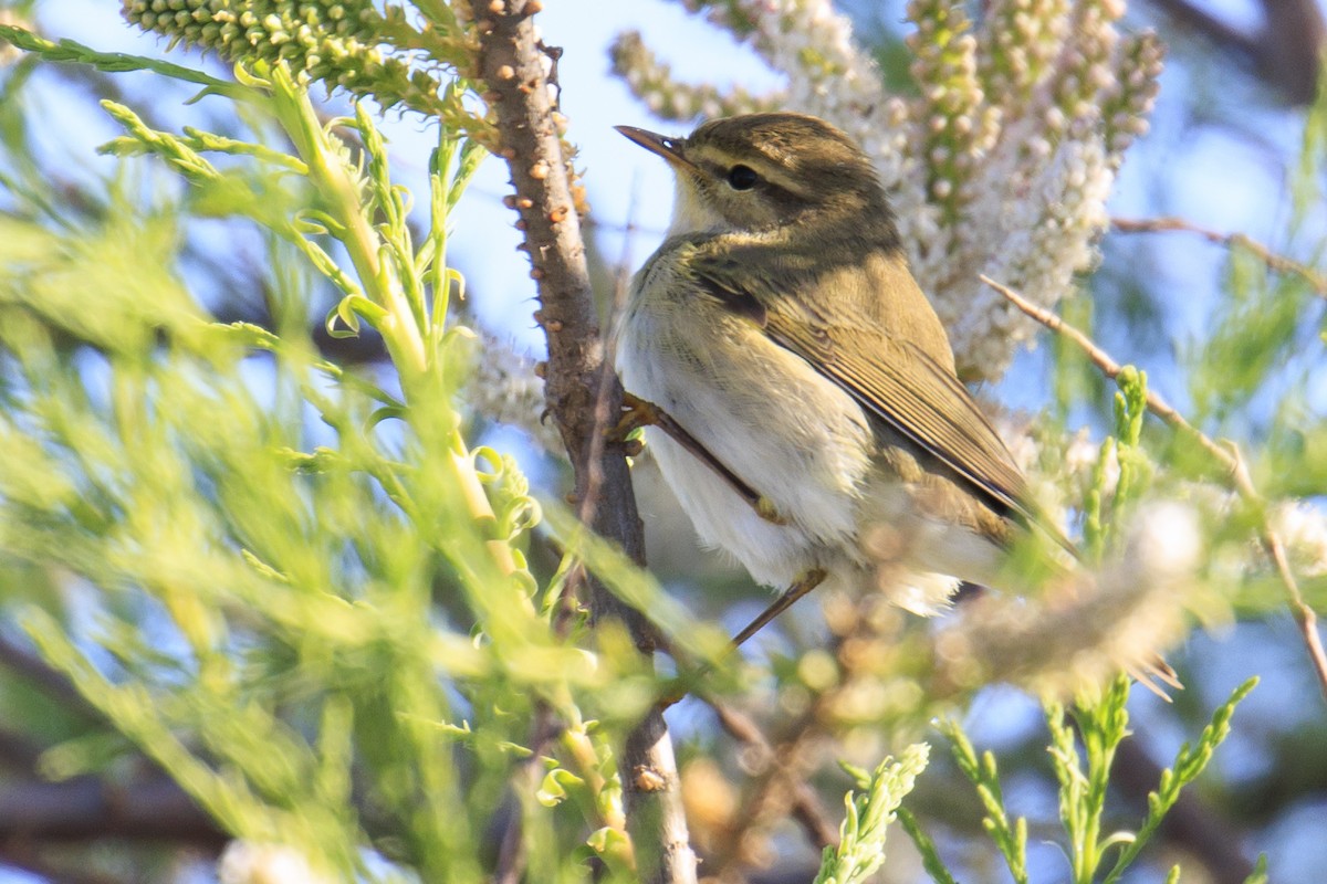 Willow Warbler - Mayca Martí