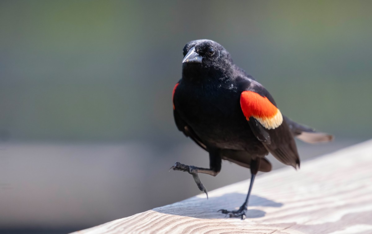 Red-winged Blackbird - Steve Coggin