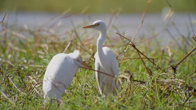 Yellow-billed Egret - ML619287999