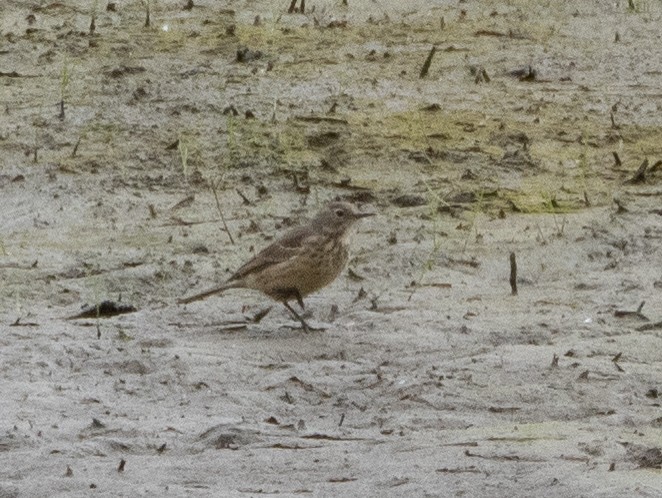 American Pipit - Sean Beckett