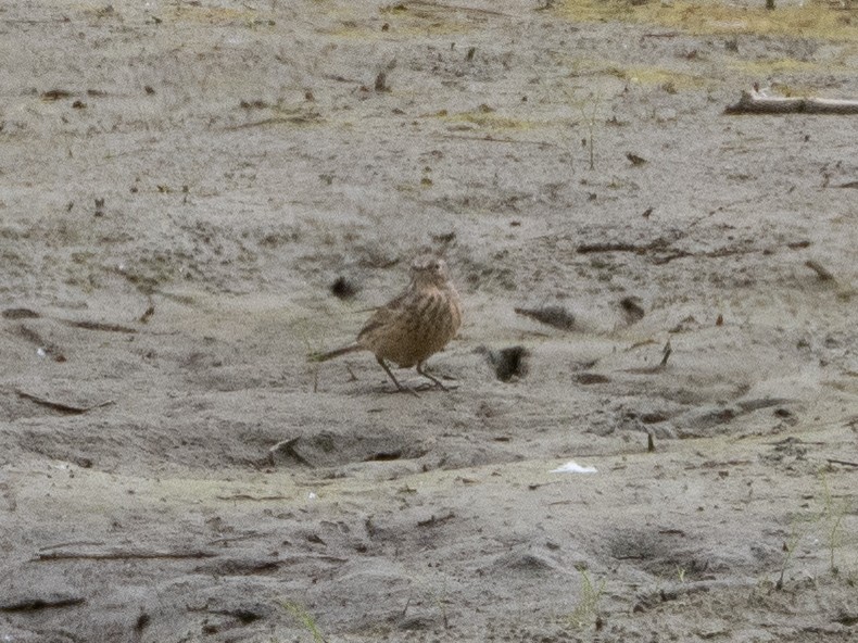 American Pipit - Sean Beckett