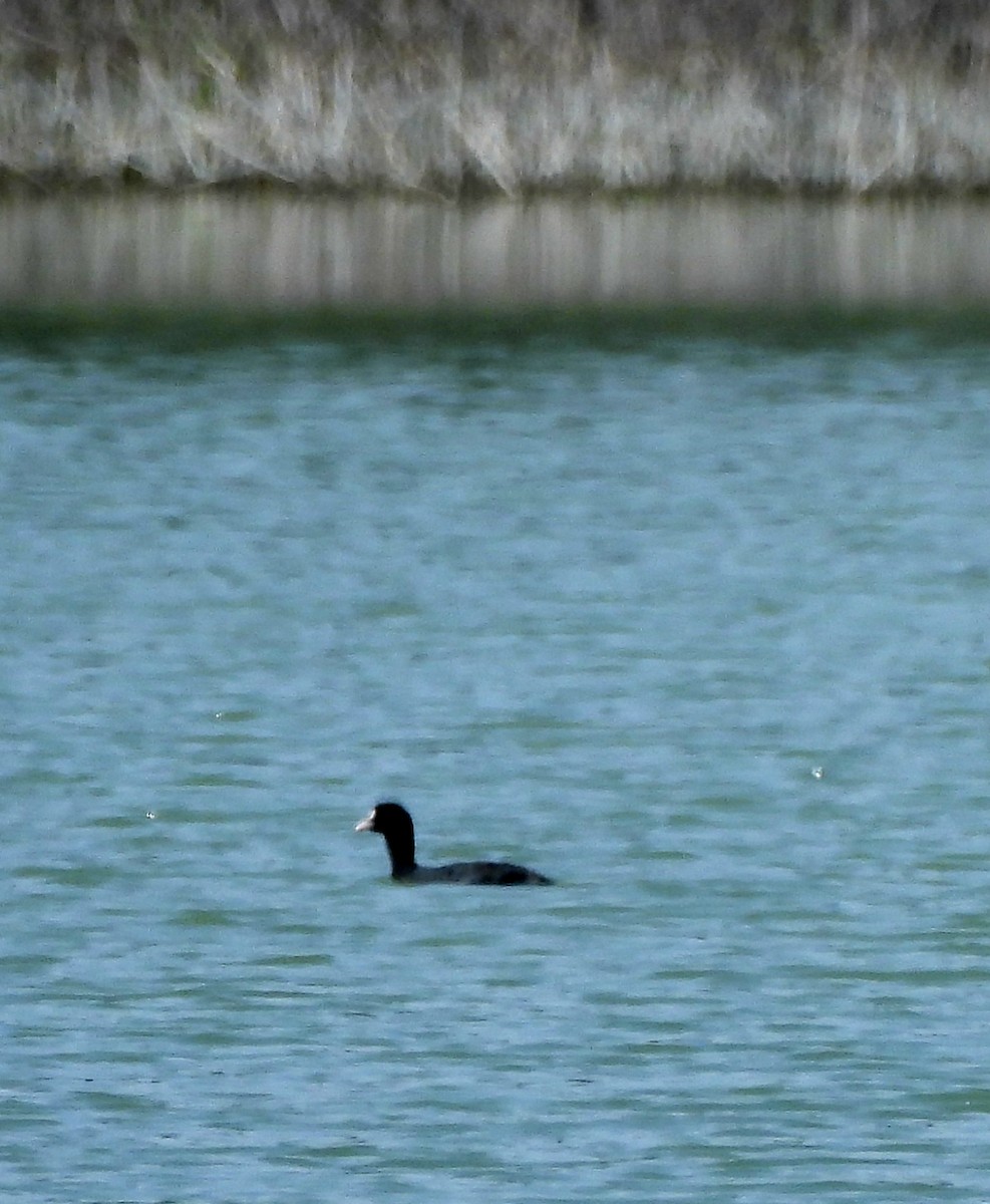 Eurasian Coot - ‫רויטל בן-אדר‬‎